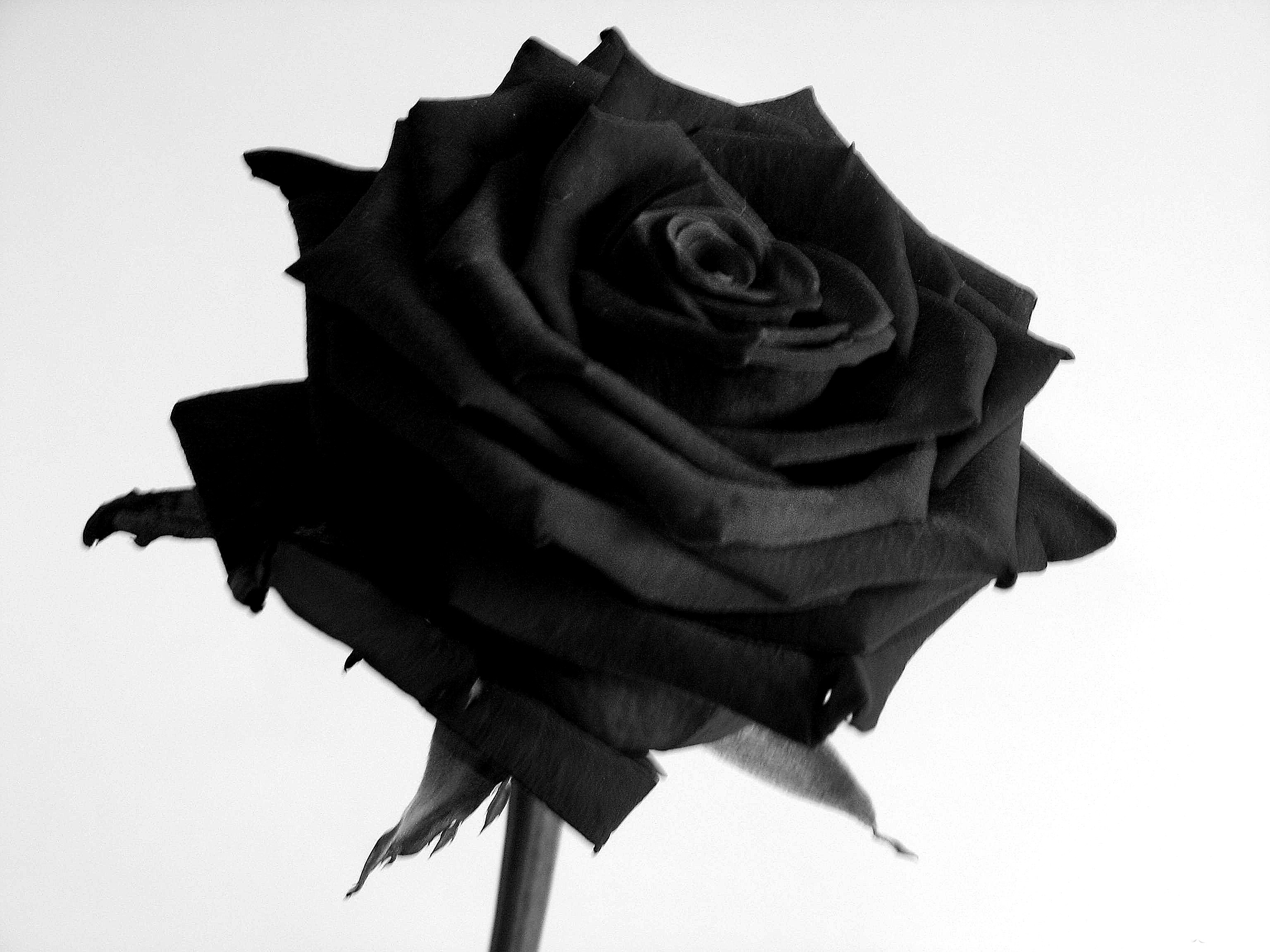 Black-Rose-05