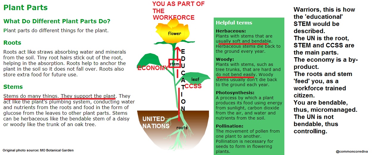 flowerstem