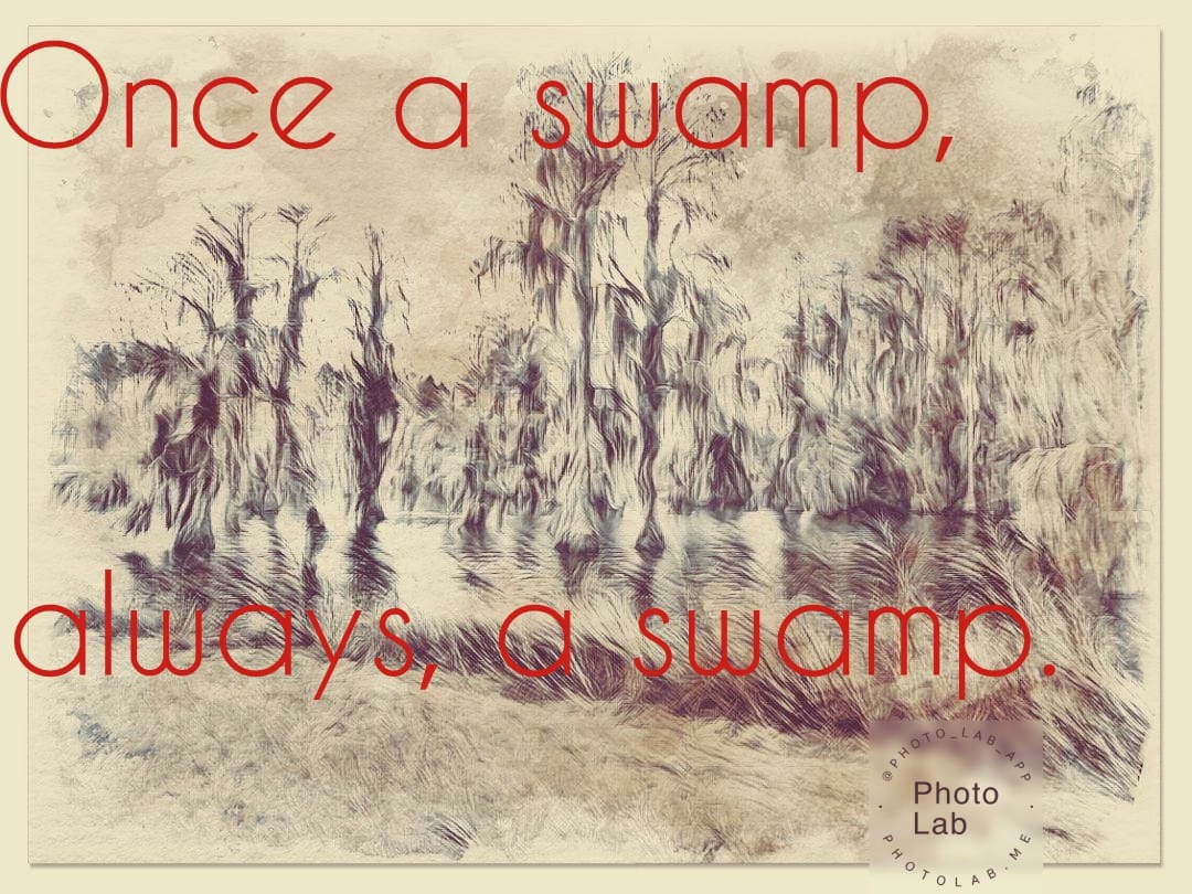 swamp